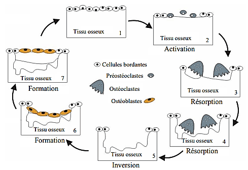 Soutenance de Thèse de Doctorat en Biomatériaux composites pour la régénération osseuse associés au contrôle de libération des médicaments par Monsieur Othmane Khalifi TACHZOUTI