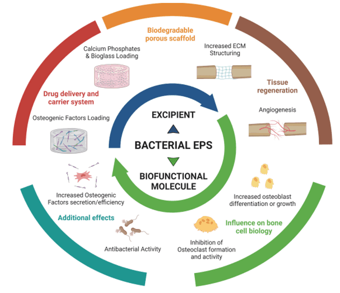 Soutenance de Thèse de Doctorat en Molécule Bioactives, Santé et Biotechnologies et Ingénierie Tissulaire par Madame Sihame AKHTACH
